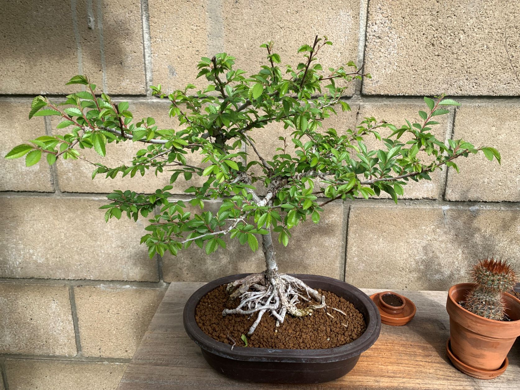 Chinese Elm 2023-03-23